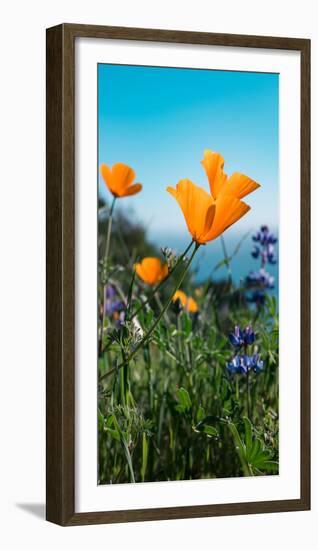 Roadside Coastal Poppies, Spring in Big Sur California Coast-Vincent James-Framed Photographic Print