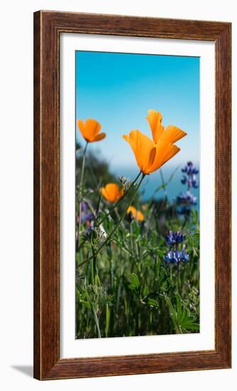 Roadside Coastal Poppies, Spring in Big Sur California Coast-Vincent James-Framed Photographic Print
