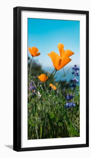 Roadside Coastal Poppies, Spring in Big Sur California Coast-Vincent James-Framed Photographic Print