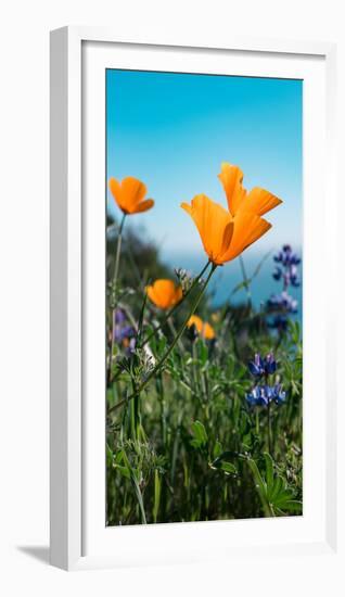 Roadside Coastal Poppies, Spring in Big Sur California Coast-Vincent James-Framed Photographic Print