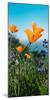 Roadside Coastal Poppies, Spring in Big Sur California Coast-Vincent James-Mounted Photographic Print