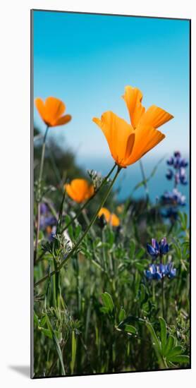 Roadside Coastal Poppies, Spring in Big Sur California Coast-Vincent James-Mounted Photographic Print