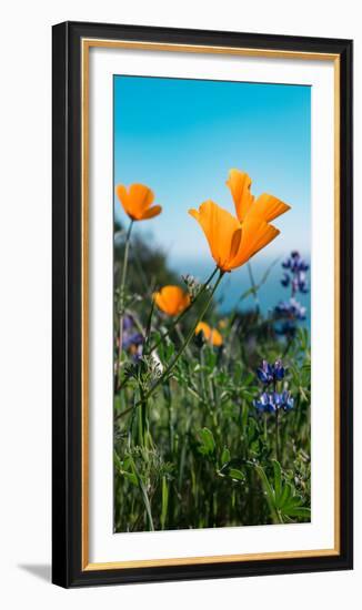 Roadside Coastal Poppies, Spring in Big Sur California Coast-Vincent James-Framed Photographic Print