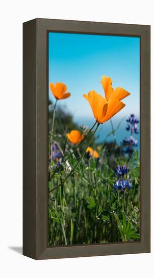 Roadside Coastal Poppies, Spring in Big Sur California Coast-Vincent James-Framed Premier Image Canvas