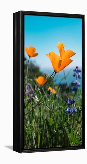 Roadside Coastal Poppies, Spring in Big Sur California Coast-Vincent James-Framed Premier Image Canvas