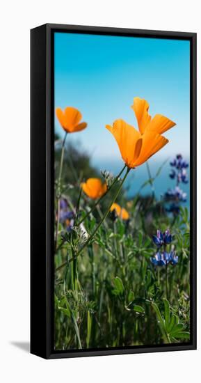 Roadside Coastal Poppies, Spring in Big Sur California Coast-Vincent James-Framed Premier Image Canvas