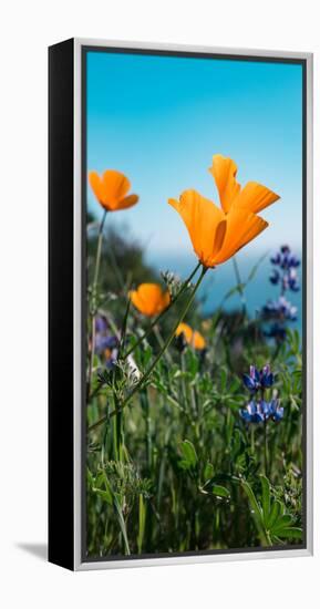 Roadside Coastal Poppies, Spring in Big Sur California Coast-Vincent James-Framed Premier Image Canvas