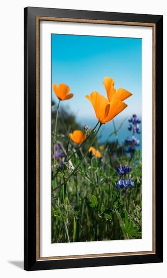 Roadside Coastal Poppies, Spring in Big Sur California Coast-Vincent James-Framed Premium Photographic Print