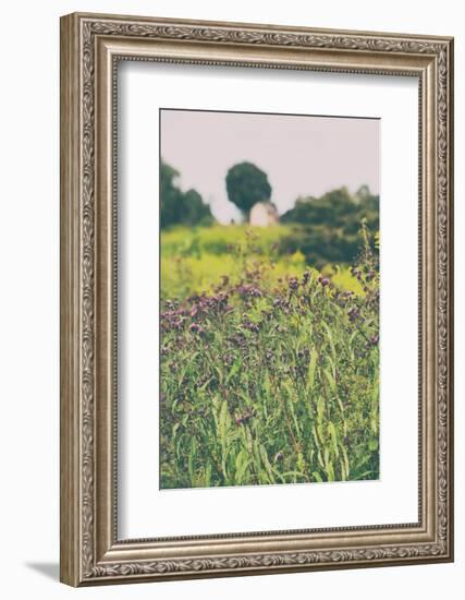 Roadside Flowers-Aledanda-Framed Photographic Print