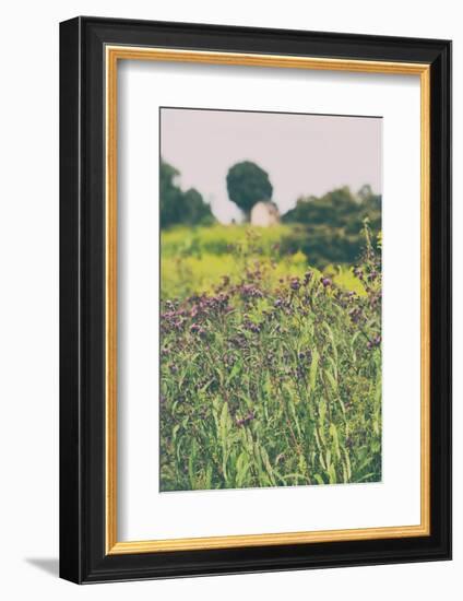 Roadside Flowers-Aledanda-Framed Photographic Print