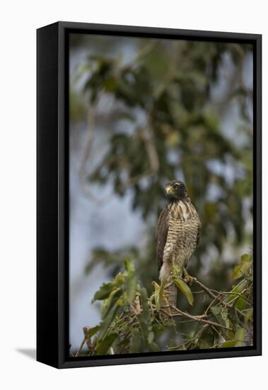 Roadside Hawk-Joe McDonald-Framed Premier Image Canvas