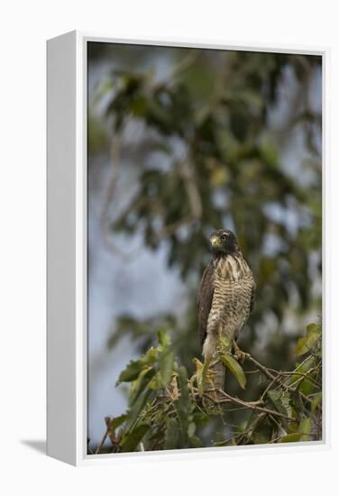 Roadside Hawk-Joe McDonald-Framed Premier Image Canvas