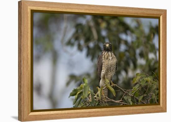 Roadside Hawk-Joe McDonald-Framed Premier Image Canvas