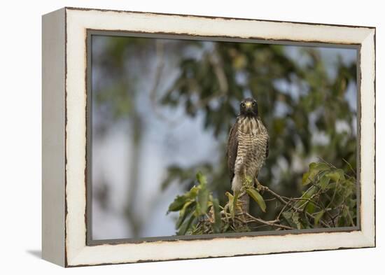 Roadside Hawk-Joe McDonald-Framed Premier Image Canvas