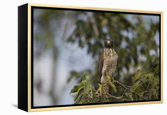 Roadside Hawk-Joe McDonald-Framed Premier Image Canvas