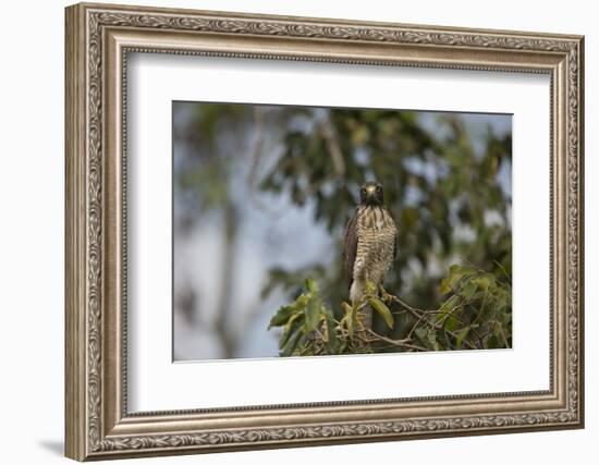 Roadside Hawk-Joe McDonald-Framed Photographic Print