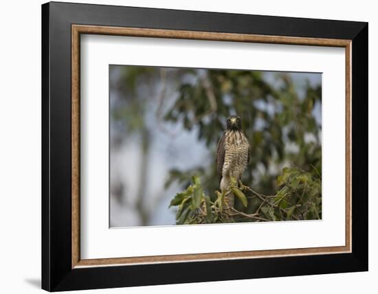 Roadside Hawk-Joe McDonald-Framed Photographic Print