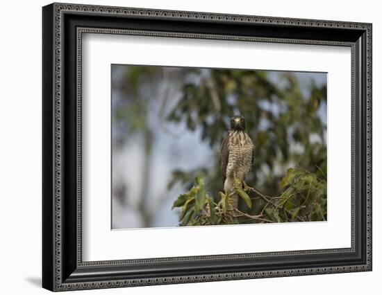 Roadside Hawk-Joe McDonald-Framed Photographic Print