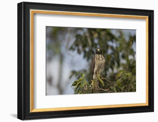 Roadside Hawk-Joe McDonald-Framed Photographic Print