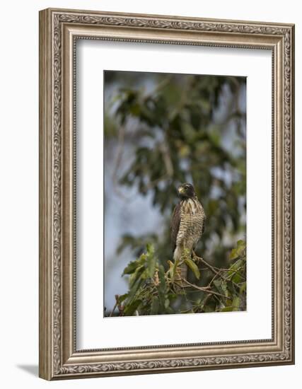 Roadside Hawk-Joe McDonald-Framed Photographic Print