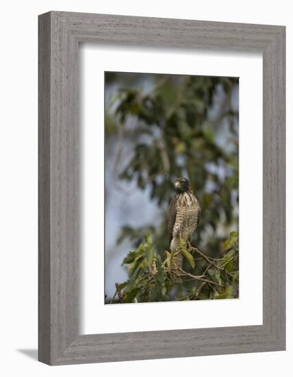 Roadside Hawk-Joe McDonald-Framed Photographic Print