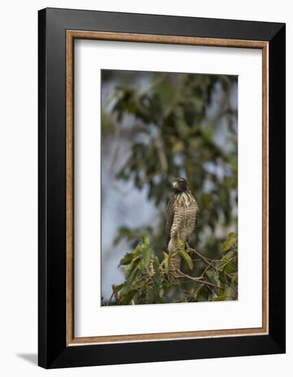 Roadside Hawk-Joe McDonald-Framed Photographic Print