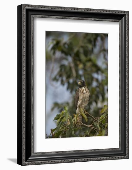 Roadside Hawk-Joe McDonald-Framed Photographic Print