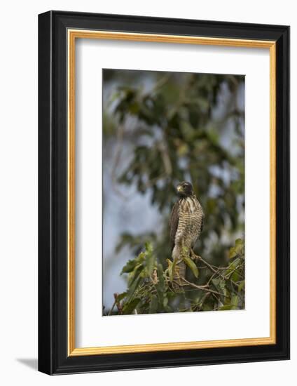 Roadside Hawk-Joe McDonald-Framed Photographic Print