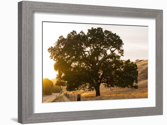 Roadside Oak-Lance Kuehne-Framed Photographic Print