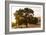 Roadside Oak-Lance Kuehne-Framed Photographic Print