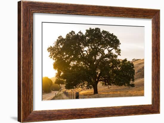 Roadside Oak-Lance Kuehne-Framed Photographic Print