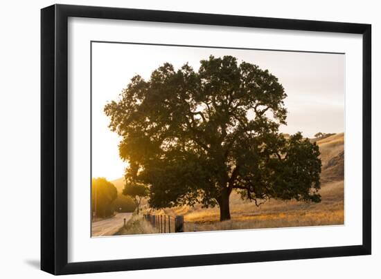 Roadside Oak-Lance Kuehne-Framed Photographic Print