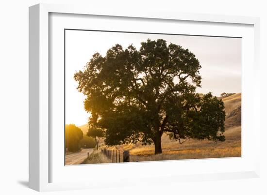 Roadside Oak-Lance Kuehne-Framed Photographic Print