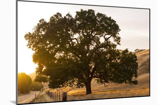 Roadside Oak-Lance Kuehne-Mounted Photographic Print