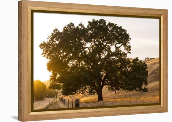 Roadside Oak-Lance Kuehne-Framed Premier Image Canvas