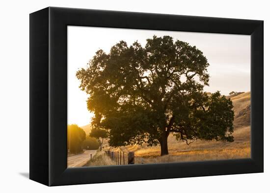 Roadside Oak-Lance Kuehne-Framed Premier Image Canvas