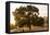 Roadside Oak-Lance Kuehne-Framed Premier Image Canvas