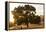 Roadside Oak-Lance Kuehne-Framed Premier Image Canvas