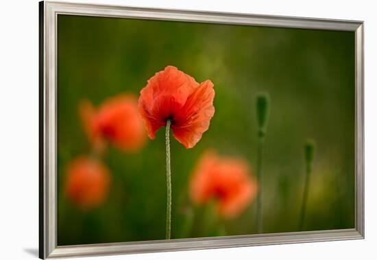 Roadside Poppies-Ursula Abresch-Framed Photographic Print