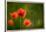 Roadside Poppies-Ursula Abresch-Framed Photographic Print