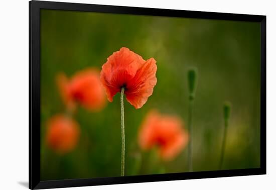 Roadside Poppies-Ursula Abresch-Framed Photographic Print