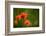 Roadside Poppies-Ursula Abresch-Framed Photographic Print