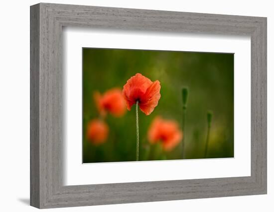 Roadside Poppies-Ursula Abresch-Framed Photographic Print