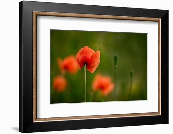 Roadside Poppies-Ursula Abresch-Framed Photographic Print