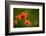 Roadside Poppies-Ursula Abresch-Framed Photographic Print