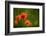 Roadside Poppies-Ursula Abresch-Framed Photographic Print