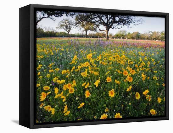 Roadside Wildflowers, Texas, USA-Larry Ditto-Framed Premier Image Canvas