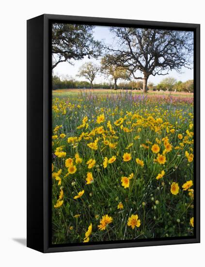 Roadside Wildflowers, Texas, USA-Larry Ditto-Framed Premier Image Canvas