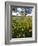 Roadside Wildflowers, Texas, USA-Larry Ditto-Framed Photographic Print