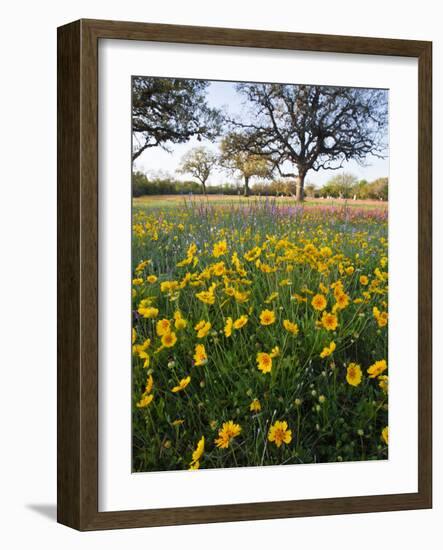 Roadside Wildflowers, Texas, USA-Larry Ditto-Framed Photographic Print